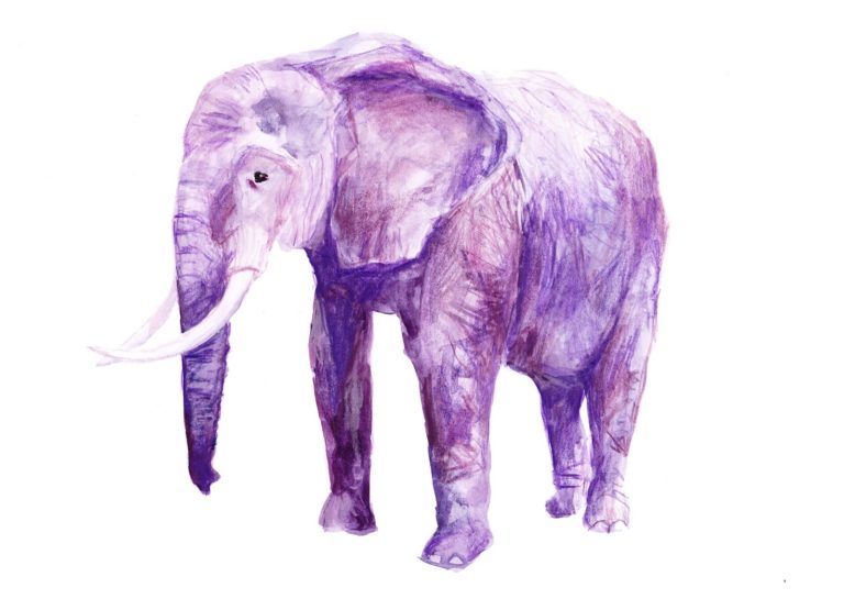 purple elephant postcard Brendon Marotta